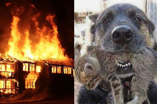 Căn nhà cháy rực, chú chó lao vào biển lửa làm một điều khiến ai cũng xúc động
