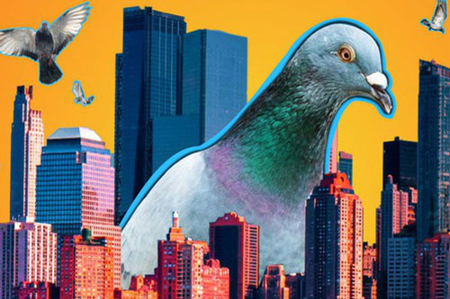 Đông đến mức không thể chịu nổi: Chim bồ câu đã 'xâm chiếm' toàn bộ các thành phố của Mỹ như thế nào?