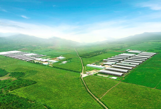 NutiFood chính thức ra mắt trang trại bò sữa NutiMilk