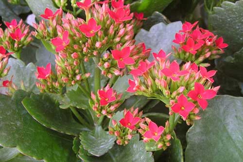 "Thần dược" trị "bách bệnh", có trong nhà cả đời không cần thuốc tây