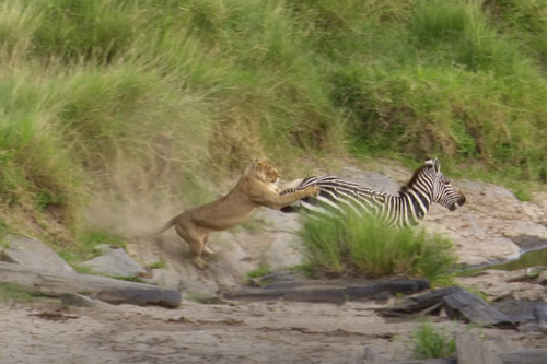 CLIP: Sư tử suýt "vỡ mặt" khi tấn công ngựa vằn