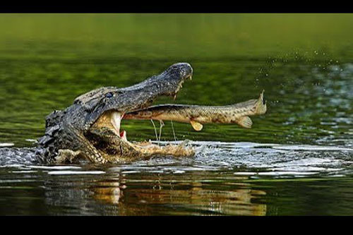 1001 thắc mắc: 'Chúa tể đầm lầy' bơi nhanh thế nào?