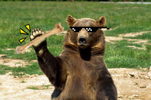 Gấu hối lộ xương hươu cho chó để vào nhà dân bới thùng rác