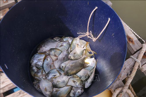 Cá nuôi lồng bè chết hàng loạt gây thiệt hại hơn 10 tỷ đồng