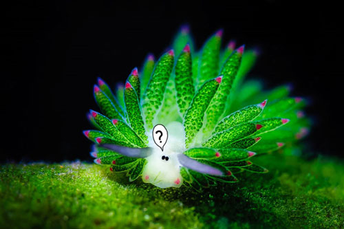 Vẻ đẹp ngất ngây của loài sên biển độc dị biết quang hợp như lá cây