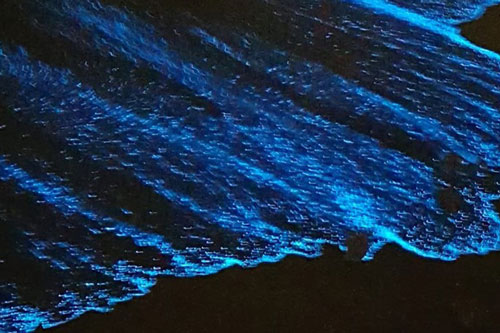 Sóng biển phát sáng màu xanh ở Mỹ