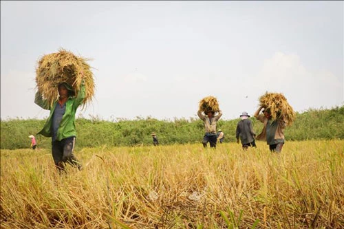 Nông dân huyện Tân Phú Đông (Tiền Giang) thu hoạch lúa. Ảnh: Nam Thái/TTXVN