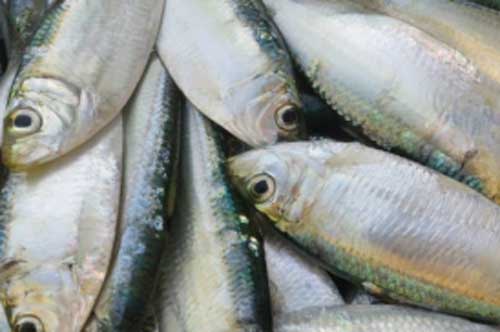 Y học chỉ ra loại cá rẻ mà "bổ hơn nhân sâm" Việt Nam có đầy chợ ăn đều sẽ sống khỏe thọ lâu