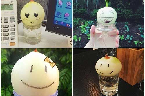 Chẳng cần đến hạt giống vẫn trồng được 5 loại cây gia vị hay dùng cực kì đơn giản ngay tại nhà