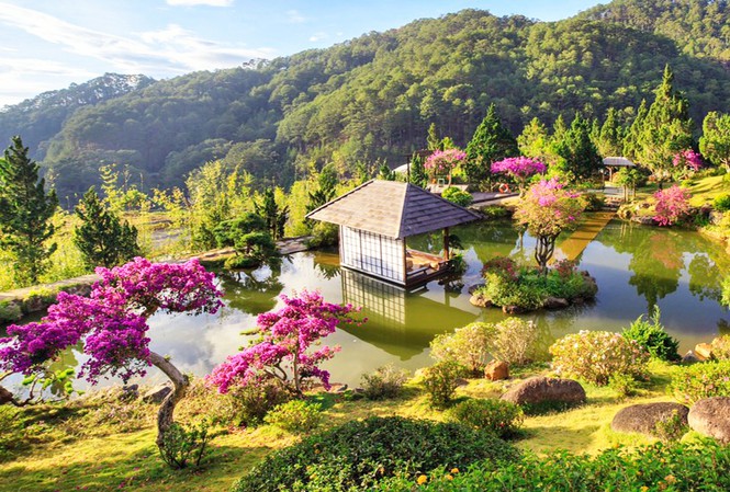 Nhiều loài hoa dại thành bon sai trăm triệu ở Đà Lạt