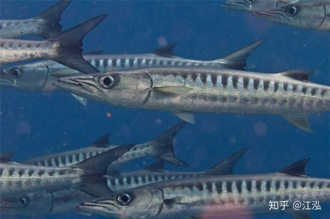 Phát hiện loài cá kiếm cổ đại với hàm răng sắc nhọn ngoại cỡ - Ảnh 3.