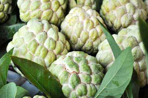 Cách nhận biết na chín tự nhiên và na ủ thuốc chín ép siêu đơn giản