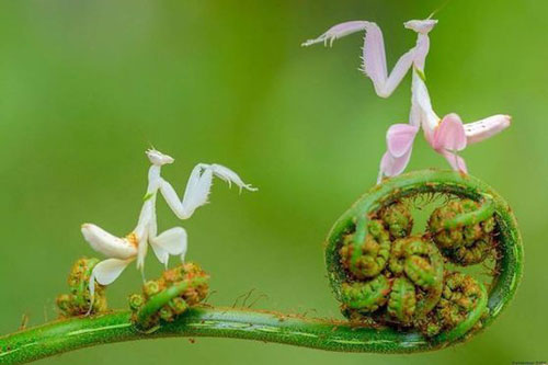 Choáng với vẻ đẹp chưa từng được biết đến của bọ ngựa