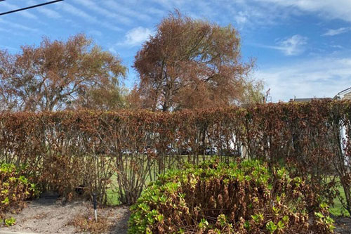 Hiện tượng lạ khiến cây cối trên đảo đổi màu, nửa héo úa, nửa xanh tươi