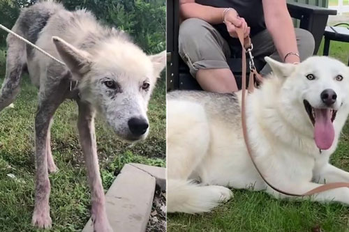 Xúc động trước cuộc 'lột xác' ngoạn mục của chú chó bị hành hạ chỉ còn da bọc xương