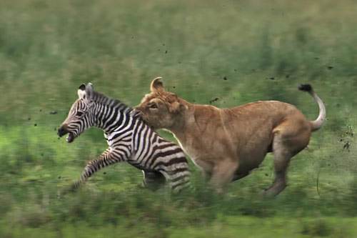 CLIP: Cố gắng bỏ chạy, ngựa vằn vẫn không thoát khỏi nanh vuốt sư tử