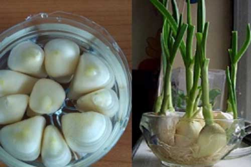 Cách trồng tỏi cực nhanh tại nhà bằng chai nhựa