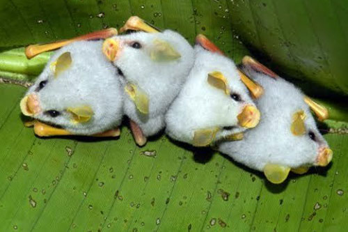 C&#x1EAD;n c&#x1EA3;nh lo&#xE0;i d&#x1A1;i tr&#x1EAF;ng Honduras &#x111;&#xE1;ng y&#xEA;u nh&#x1EA5;t th&#x1EBF; gi&#x1EDB;i