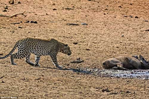 Lợn rừng ngủ quên chết thảm khi gặp kẻ săn mồi