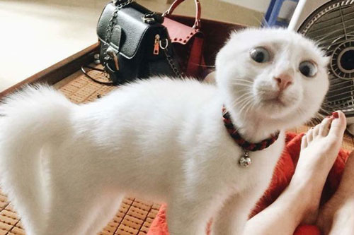 Loạt mèo xứng đáng nhận giải Oscar vì lúc nào cũng drama