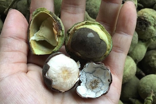 Quả rừng Sơn La hoang dại thơm, ngọt, béo, bùi giống phô mai tươi