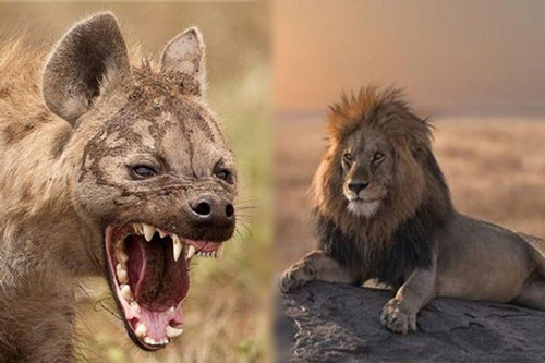 1001 thắc mắc: Sư tử và linh cẩu kẻ nào mạnh hơn?