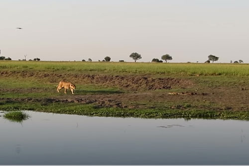 CLIP: Sư tử đoạt mạng cá sấu trong vòng "một nốt nhạc"