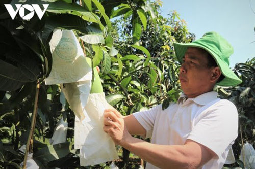 Nông sản Sơn La vươn xa, đón lợi thế từ Hiệp định EVFTA