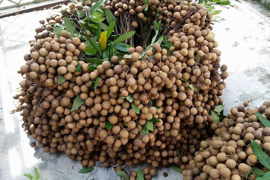 Nhãn Hưng Yên lao đao vì COVID-19