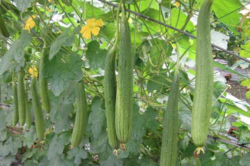 Nắm chắc bí quyết này, mẹ có thể tự trồng mướp hương trong thùng xốp sai trĩu quả ăn quanh năm không hết