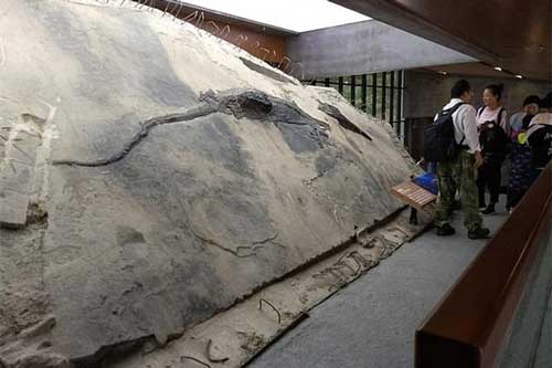 Kinh hoàng trước 2 "quái thú" khổng lồ lồng vào nhau rồi chết thảm