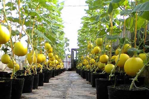 Bí quyết trồng dưa gang trong thùng xốp mà quả vẫn to tròn, sai 'trĩu trịt'