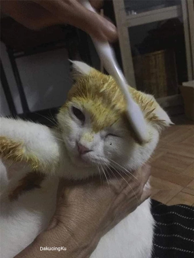 Chữa nấm bằng bột nghệ, bé mèo trắng trẻo bị nhuộm thành Pikachu - Ảnh 1.
