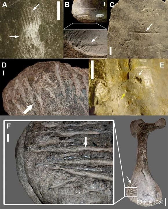 Những mẫu hóa thạch mới tiết lộ loài khủng long Allosaurus không chỉ khát máu mà chúng còn ăn thịt cả đồng loại - Ảnh 4.