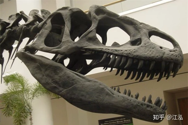 Những mẫu hóa thạch mới tiết lộ loài khủng long Allosaurus không chỉ khát máu mà chúng còn ăn thịt cả đồng loại - Ảnh 7.