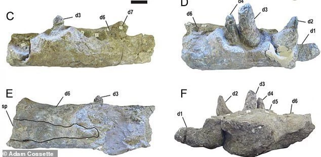 Quái vật tiền sử xơi tái khủng long bằng chiếc răng to như... quả chuối - ảnh 1