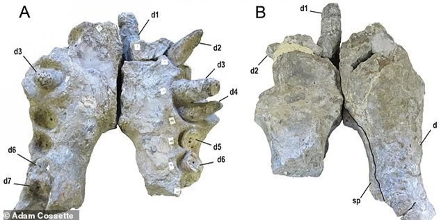 Quái vật tiền sử xơi tái khủng long bằng chiếc răng to như... quả chuối - ảnh 2