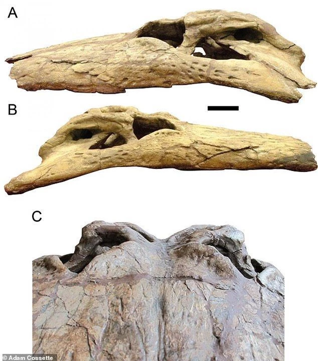 Quái vật tiền sử xơi tái khủng long bằng chiếc răng to như... quả chuối - ảnh 3