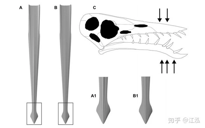 Rhamphorhynchus: Loài thằn lằn bay tí hon sở hữu hàm răng của tử thần - Ảnh 11.