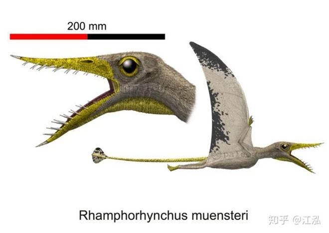 Rhamphorhynchus: Loài thằn lằn bay tí hon sở hữu hàm răng của tử thần - Ảnh 2.