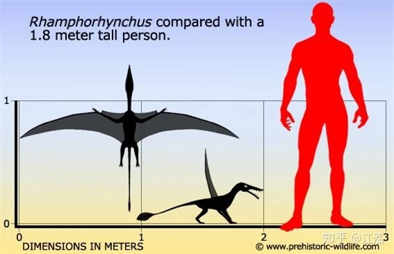 Rhamphorhynchus: Loài thằn lằn bay tí hon sở hữu hàm răng của tử thần - Ảnh 3.