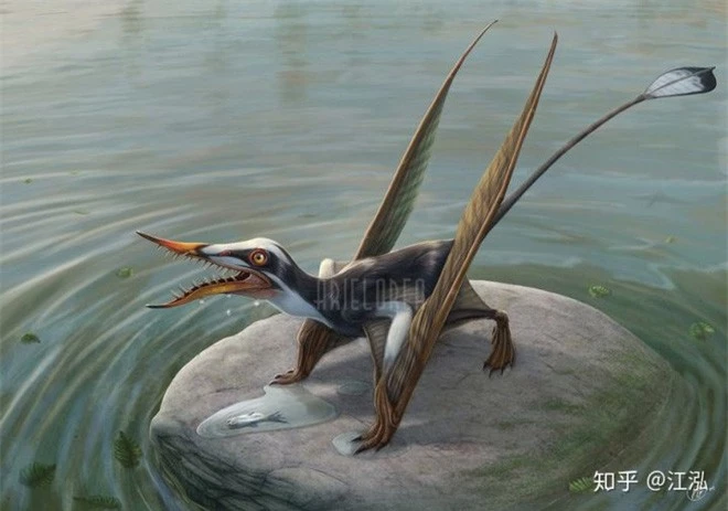 Rhamphorhynchus: Loài thằn lằn bay tí hon sở hữu hàm răng của tử thần - Ảnh 6.