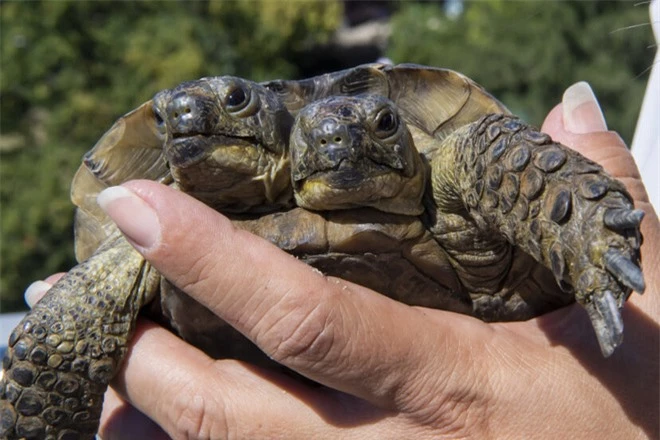 Rùa hai đầu sống lâu nhất thế giới sắp bước sang tuổi 23 - Ảnh 2.