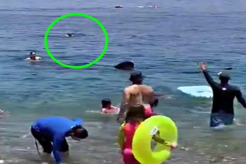 Cá mập khổng lồ ‘đột nhập’ bãi biển khiến nhiều người hoảng loạn và cái kết cực kỳ bất ngờ