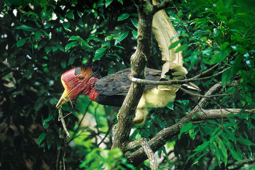 1001 thắc mắc: Loài chim nào có mỏ sừng đắt hơn ngà voi gấp 3 lần?