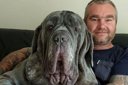 Phẫu thuật thẩm mỹ "căng da mặt" cho chó ngao