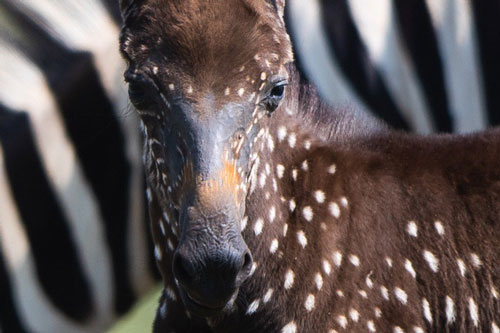 Những lần di truyền lỗi ở động vật cho ra kết quả cực hiếm thấy: Khỉ 'tay người', vịt 'hoàng tộc', chó bạch tạng