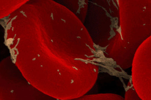 Khám phá thế giới xung quanh qua lăng kính hiển vi