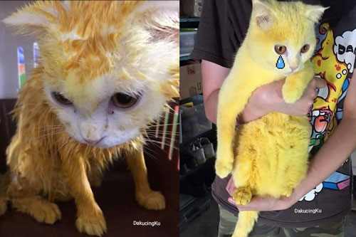 Chữa nấm bằng bột nghệ, bé mèo trắng trẻo bị nhuộm thành Pikachu