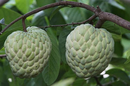 Lạng Sơn: 'Hốt bạc' nhờ trồng na hoàng hậu